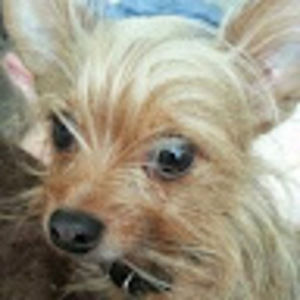 Meet your Posher, Amber